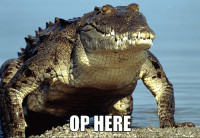macro-op-here.GIF