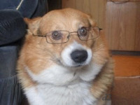 dog-with-glasses.gif