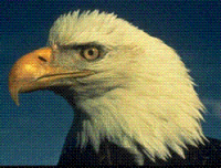 Eagle1.gif