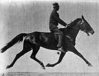 Muybridge_horse_pacing_animated.gif