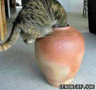 funny-pictures-cat-vase.gif