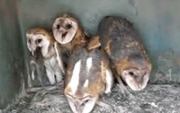 owl3.gif