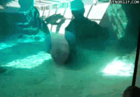 manateesquashp1.gif