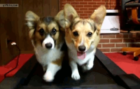 1295000950_corgis-on-a-treadmill.gif