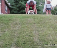 1295259495_bulldog-belly-slide.gif