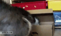 1295259460_cat-hides-in-box.gif