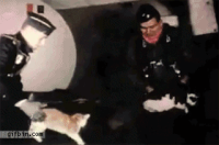 1295375293_cats-in-zero-gravity.gif