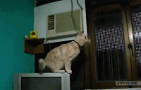 1295375531_cat-jump-fail.gif