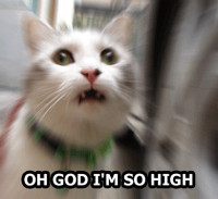 high-cat.gif