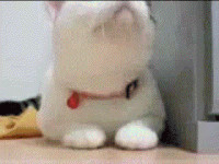 Котэ.gif