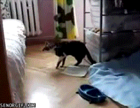 catupp1.gif