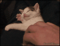 Kitten_sleeping_kneading.gif