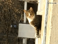 1315053349_parkour_cat.gif