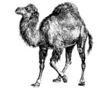 camel.gif