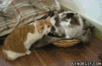 funny-pictures-gif-cat-love.gif