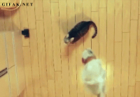 cat-jump_1.gif