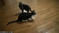 _funny-gifs-jumping-cat-in.gif