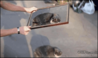 Picture-frame-wizard-cat.gif