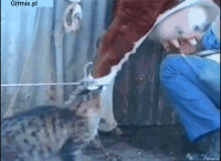 гифки-animal-песочница-115071.gif