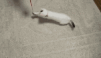 Cats[1].gif