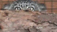 manul-48510.gif