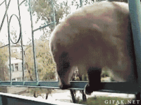 1122613.gif