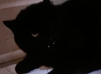 black-cat-Favim.com-231038.gif