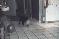 cat-scared-01.gif