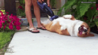 dog-vacuuming-jSsUj.gif