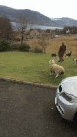 sheep-mimic.gif