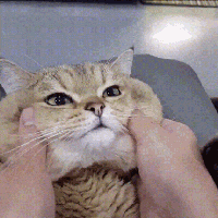 гифки-кот-3787181.gif