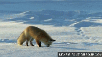 fox-dive-o.gif