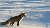 epic-fox-diving-headfirst-into-snow.gif