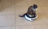 cat_roomba.gif