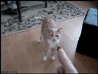 Cat_catches_treat.gif