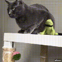 котэ-гифки-4294967.gif