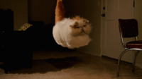 hovercat.gif
