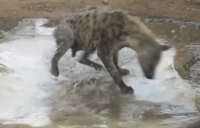 Hyena.gif