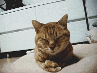 orig.gif