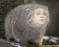 manul1.jpg