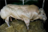 бык-осеменитель .jpg