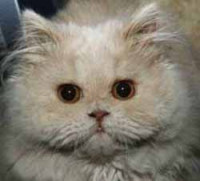 Wickett-white-cat-face.JPG