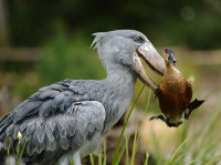 971971971shoebill.jpg