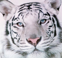 white_tiger_01-web.jpg