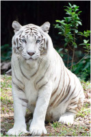 1234207110_white-tiger.jpg