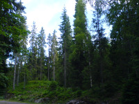 Mixed_Picea_(Spruce)_forest_from_Vestfold_county_in_Norway.jpg