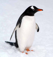 gentoo2.jpg