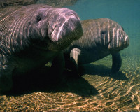 manatees_two.jpg