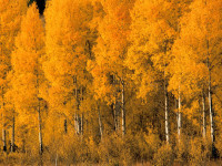 fallcolor7.jpg