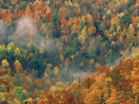 fallcolor25.jpg